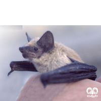 گونه خفاش سندی Sind Bat